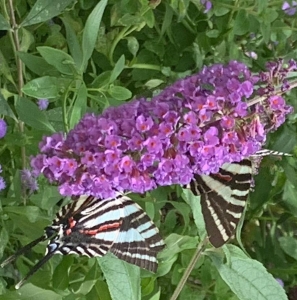 FOR SALE, Preorder for Zebra swallowtail eggs