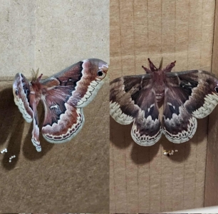 FOR SALE, Callosamia promethea eggs Separate Bloodlines