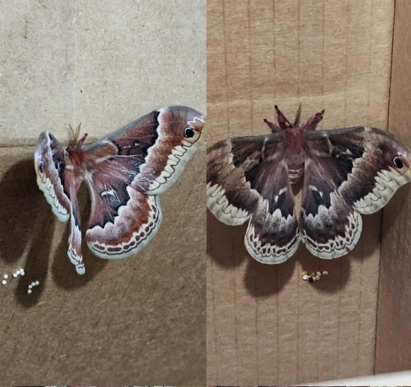 FOR SALE, Callosamia promethea eggs Separate Bloodlines