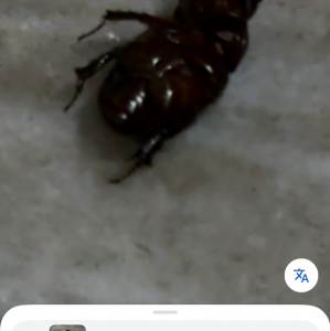 FOR SALE, Beetle 