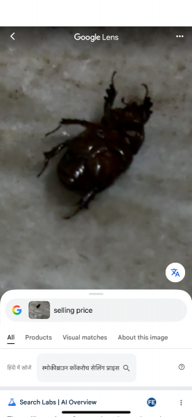 FOR SALE, Beetle