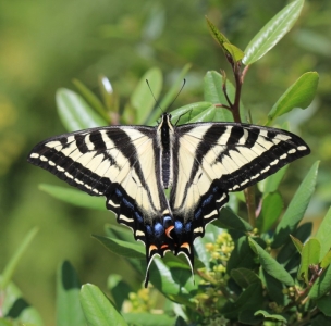 FOR SALE, Papilio eurymedon eggs