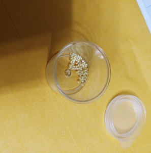 FOR SALE, Automeris Io Moth eggs