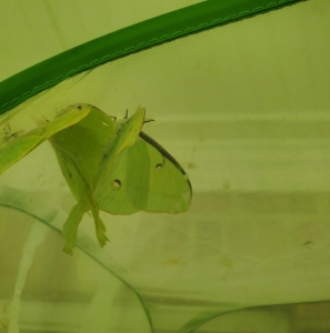 FOR SALE, Actias luna eggs