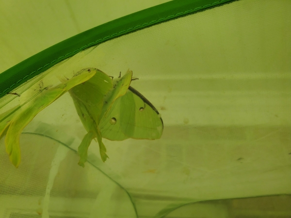 FOR SALE, Actias luna eggs
