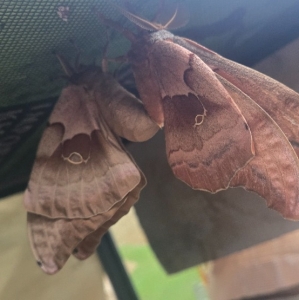 FOR SALE, Polyphemus moth eggs 