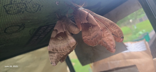 FOR SALE, Polyphemus moth eggs
