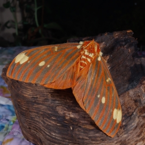 FOR SALE, Citheronia regalis