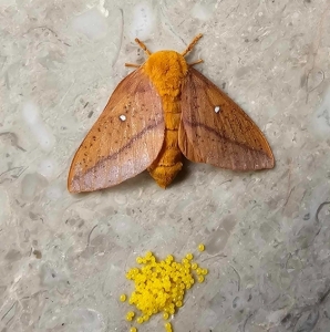 FOR SALE, Anisota virginiensis eggs