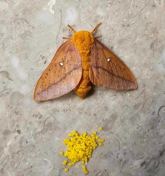 FOR SALE, Anisota virginiensis eggs