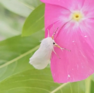 FOR SALE, Fall Webworm Tiger Moth Cocoons