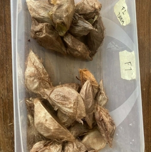 FOR SALE, Cecropia cocoons