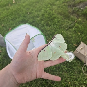 FOR SALE, Actias Luna Moth Ova/Eggs for Sale