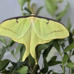 FOR SALE, Luna moth eggs
