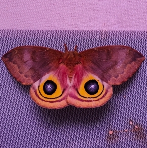 FOR SALE, Automeris io EGGS $8/dz
