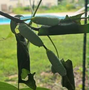FOR SALE, Promethea Cocoons 