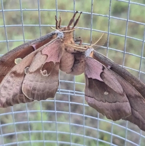 FOR SALE, $10dz Polyphemus eggs for sale & trade !