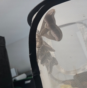 FOR SALE, Samia vesta eggs