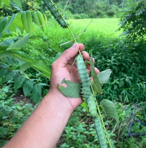 FOR SALE, EGGS Hyalophora Cecropia 