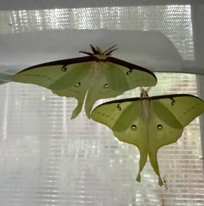 FOR SALE, Luna Moth Eggs