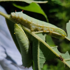 FOR SALE, callosamia angulifera cocoons