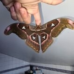 FOR SALE, Attacus lorquinii eggs F0 