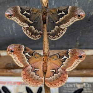 FOR SALE, Calosamia angulifera 