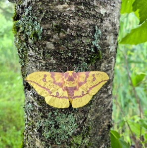FOR SALE, Eacles imperialis pini ova