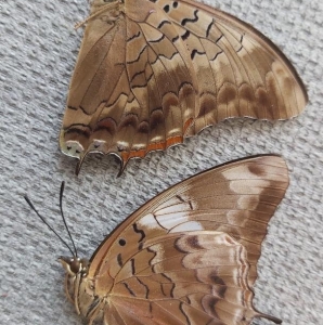 EBAY, charaxes from guinea