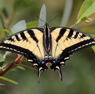 FOR SALE, Papilio rutulus eggs