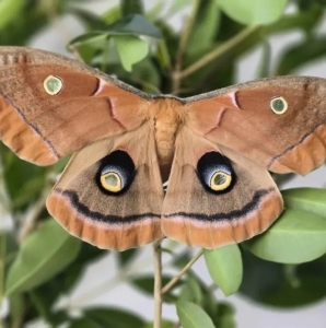 FOR SALE, Various Live moths for sale