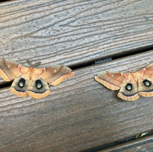FOR SALE, EGGS Antherea Polyphemus