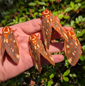 FOR SALE, !!! Royal Walnut Moth ova!!! PRE-ORDERS !!!