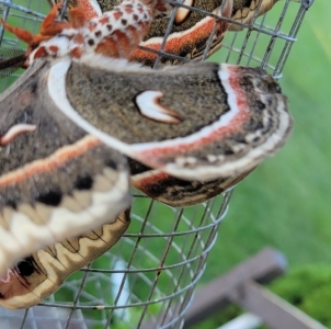 FOR SALE, H.cecropia ova for sale 