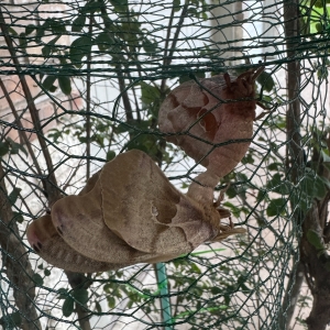 FOR SALE, FREE Polyphemus Moth Eggs