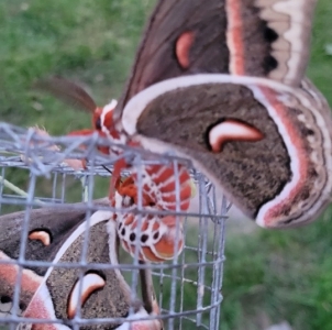 FOR SALE, H.cecropia ova for sale