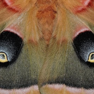FOR SALE, Polyphemus Moth eggs