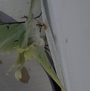 FOR SALE, Actias luna EGGS
