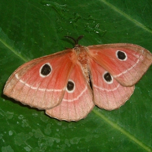 FOR SALE, Melanocera menippe eggs F0 