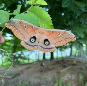FOR SALE, EGGS Antherea Polyphemus