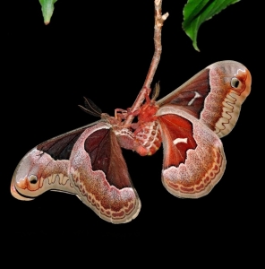 FOR SALE, Promethea Moth Eggs