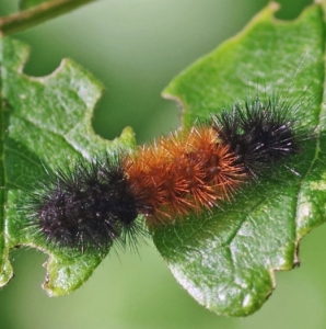 FOR SALE, Isabella Tiger moth eggs / Wooly bear caterpillars
