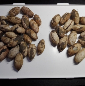 FOR SALE, ANTHERAEA COCOONS