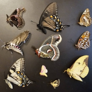 FOR SALE, Fresh Frozen and Dried Saturnids, Butterflies, etc