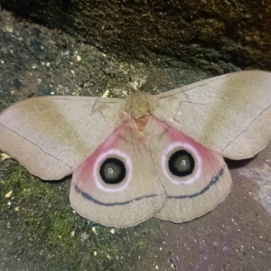 FOR SALE, Gonimbrasia hecate eggs F1 