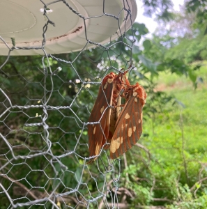 FOR SALE, Citheronia Regalis ova 