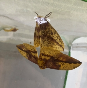 FOR SALE, Eacles imperialis Ova 
