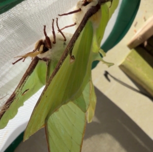 FOR SALE, Luna Moth Ova