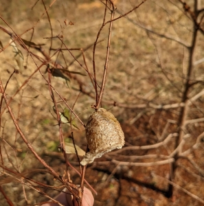 FOR SALE, PRAYING MANTIS OOTHECA EGG CASE