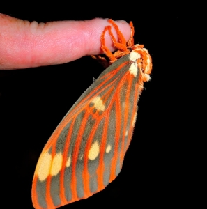 FOR SALE, Royal Walnut Moth Eggs